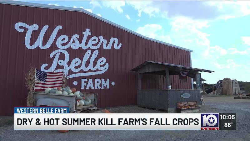 Central Texas farm loses entire pumpkin crop after brutal summer, but fall fun continues