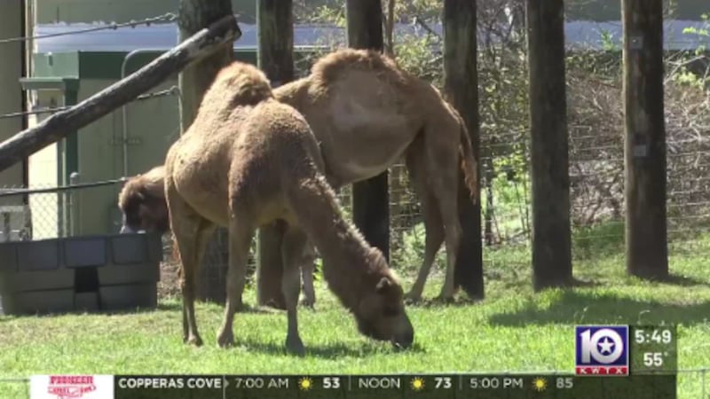 Cameron Park Zoo Welcomes New Animals