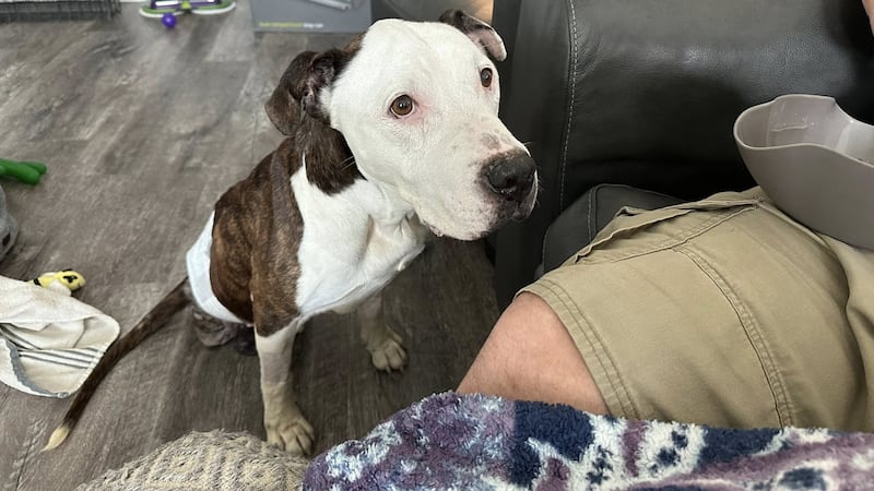 Dog rescued from Killeen home on road to recovery at Austin-based animal rescue