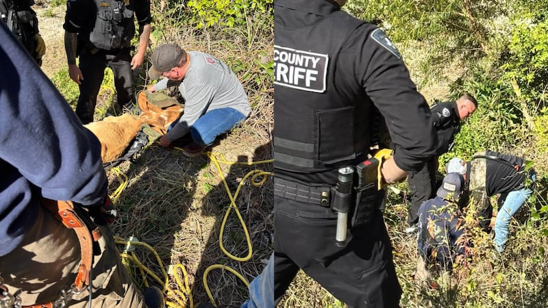 2 people, calf rescued from creek bed in Holland