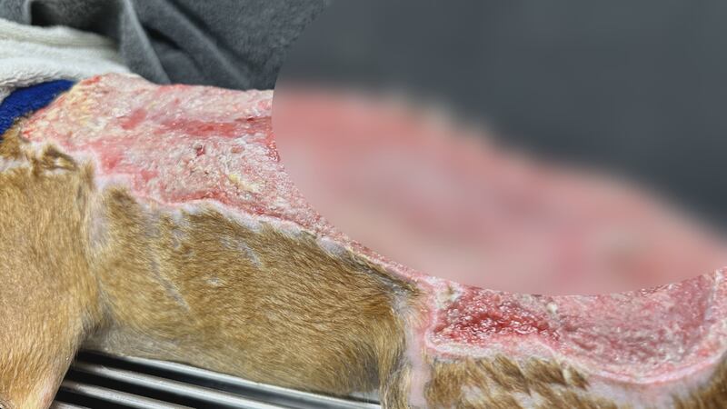 Butterfinger the dog being treated for severe burns after being found in I-35