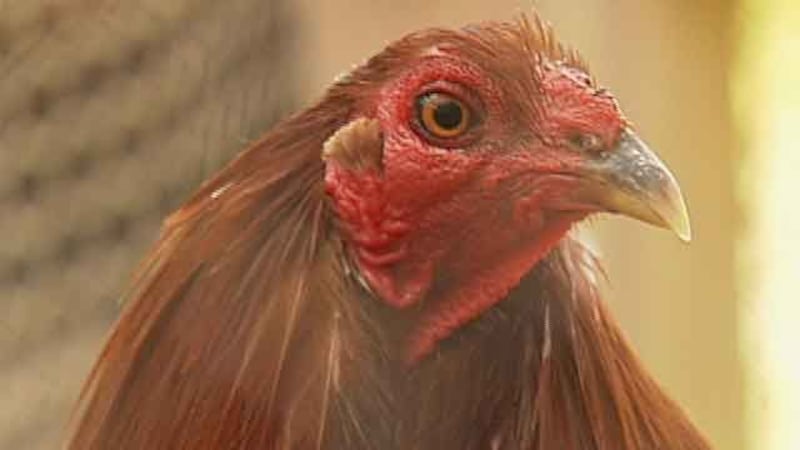 Cockfighting recently was made a federal crime.