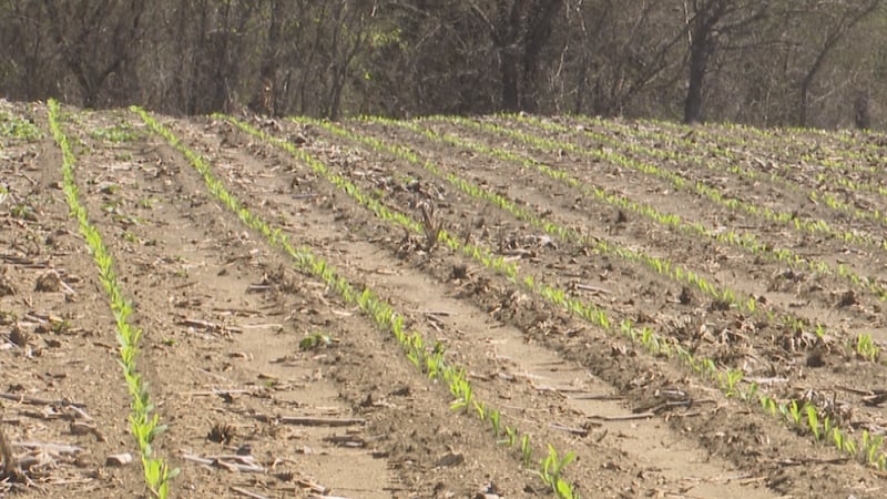 Texas farmers say fertilizer costs have jumped since Middle East conflict disrupted shipping...