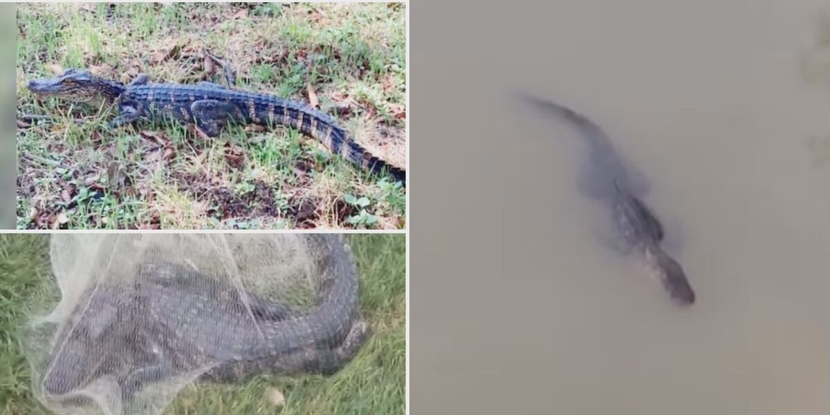 Caimanes En Rio Lo que debe saber si avista uno de la media docena de caimanes que ...
