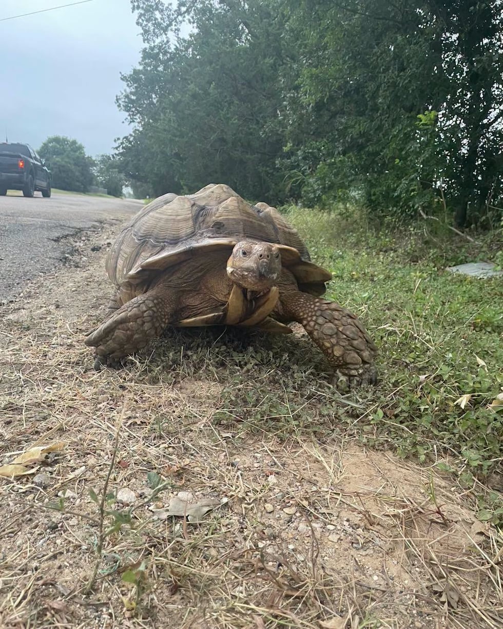 Hallan una tortuga vagando en el condado de Milam, la oficina del sheriff busca al dueño.