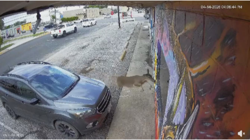 Deer crashes through window at Copperas Cove collectibles store