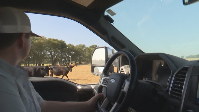 Central Texas farmers, ranchers face record heat and dry conditions