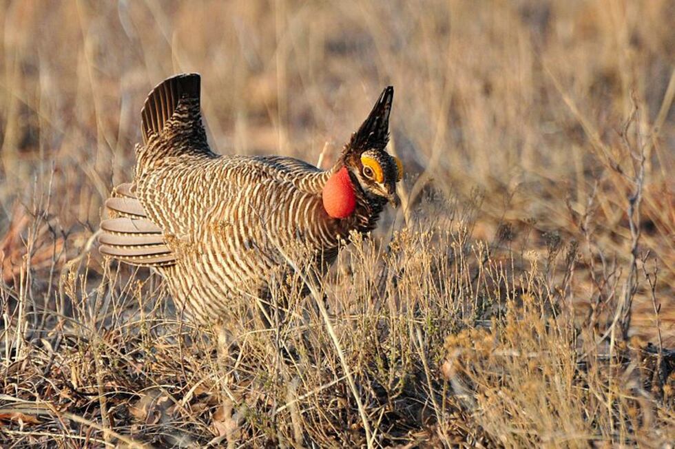 Lesser Prairie-Chicken (Source: Wikipedia)