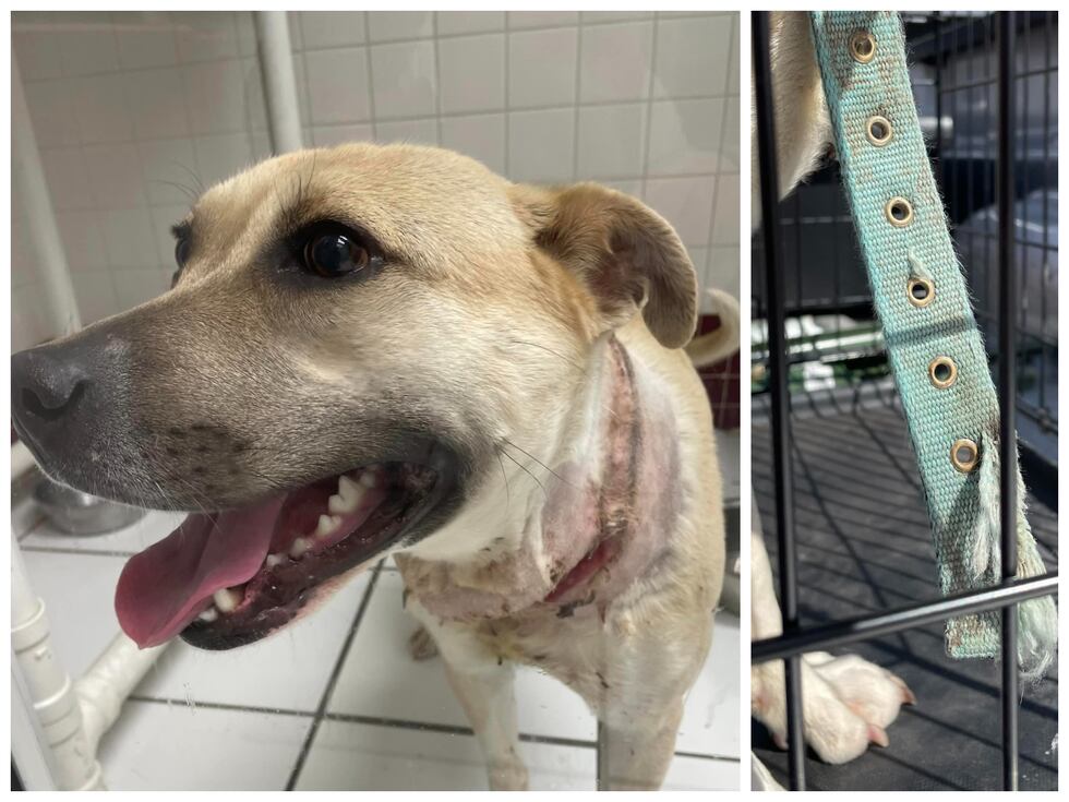 The Heart of Texas Lost & Found Pets and Cribs For Canines groups are offering a $500 reward...