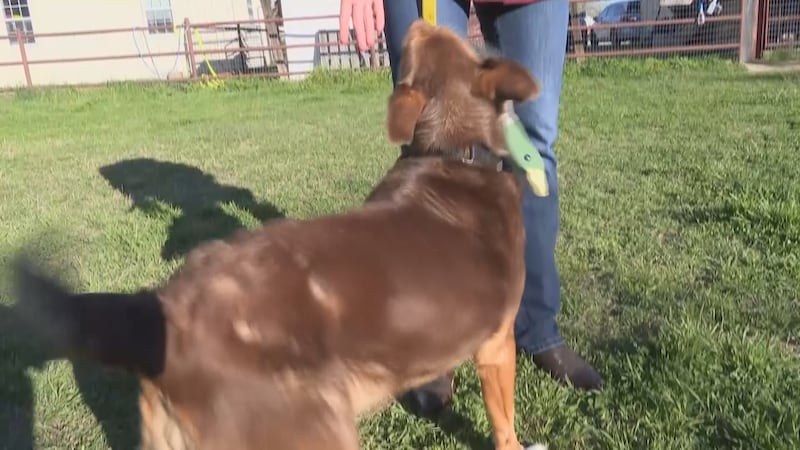 According to Aggieland Humane Society, there are several options to help your pets calm down...