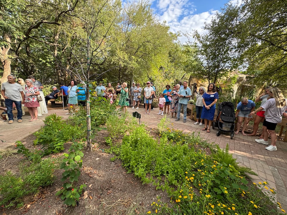 El renovado Jardín de Mariposas del Zoológico Cameron Park reabre para el fin de semana del...