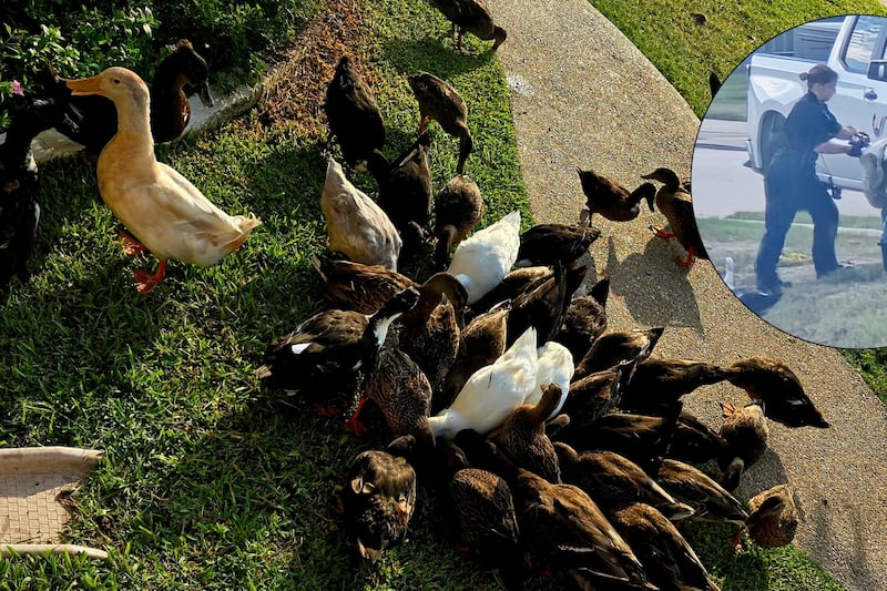 Two geese removed from Creek Meadows in College Station on Oct. 20 after an aggression...