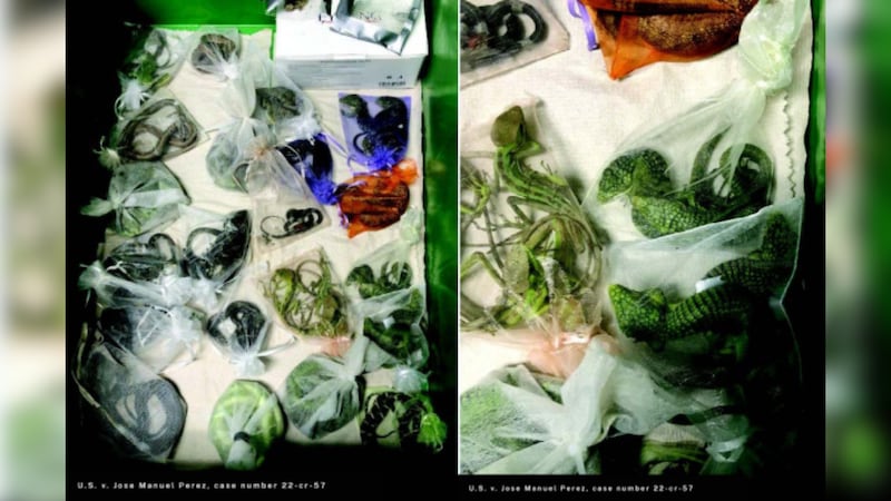 A man was sentenced to smuggling nearly 2,000 reptiles into the United States.