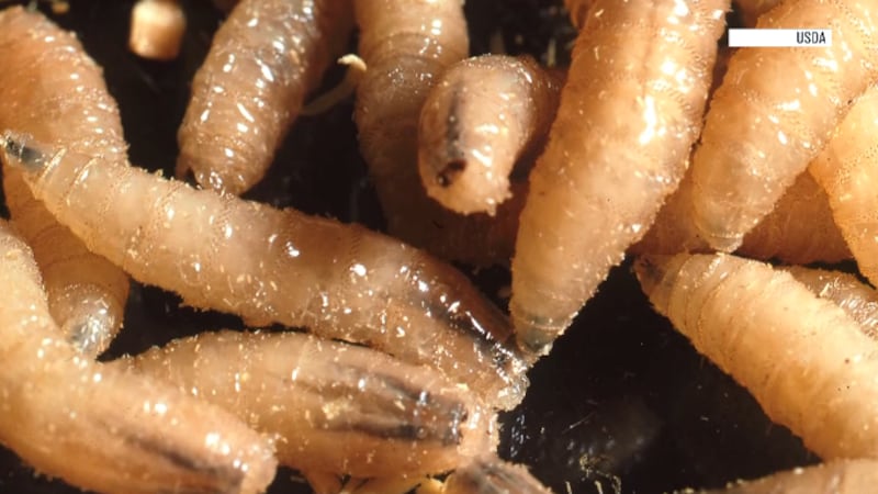As the New World Screwworm is now only 60 miles from the Texas border, researchers at A&M are...
