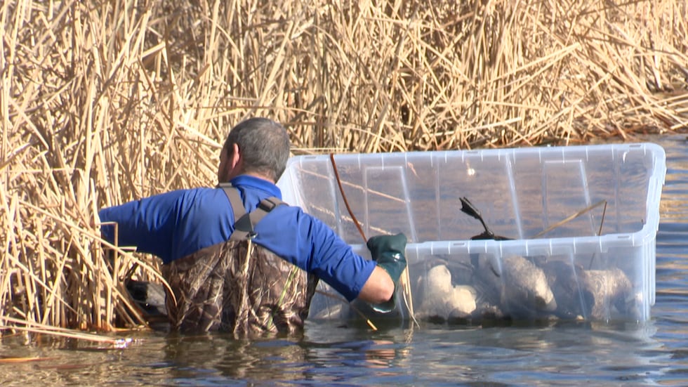 Cientos de aves muertas halladas en Ransom Canyon en medio de la preocupación por la gripe aviar.
