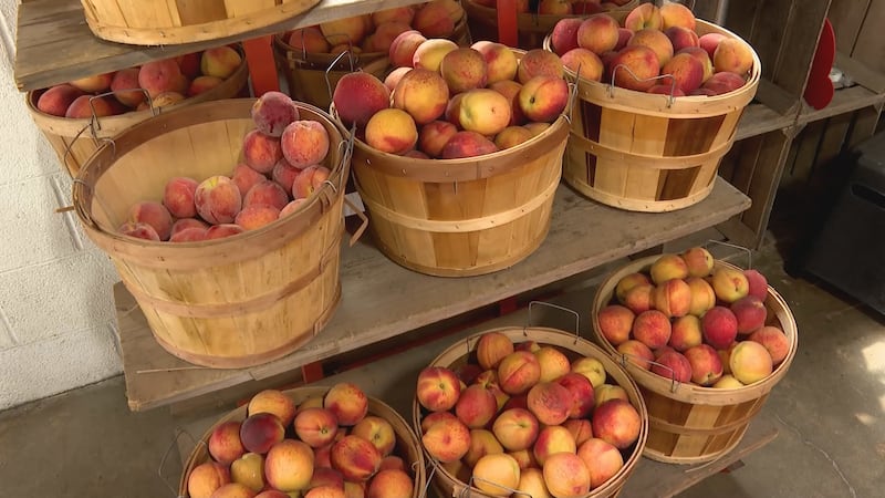 Warm winter threatens Texas peach, berry crops