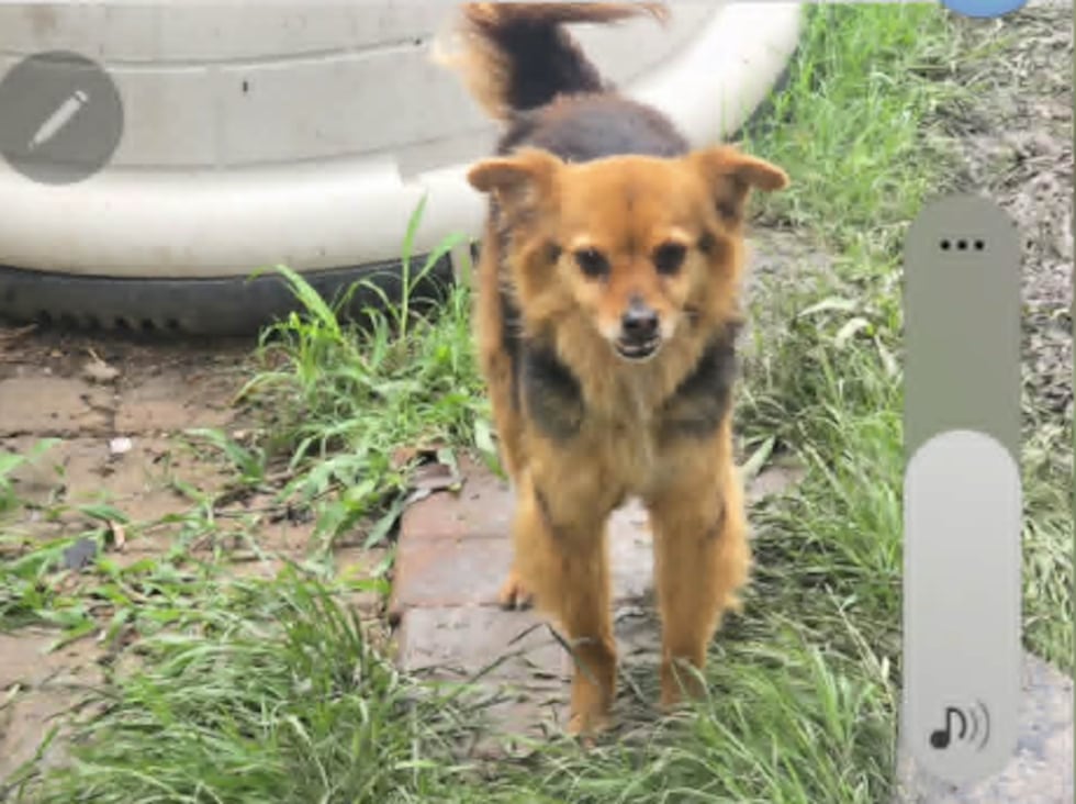 Búsqueda de perro perdido