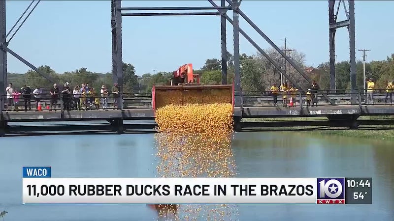 11,000 rubber ducks race in the Brazos
