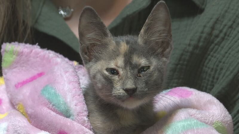 Kitten rescued from the floods in Georgetown
