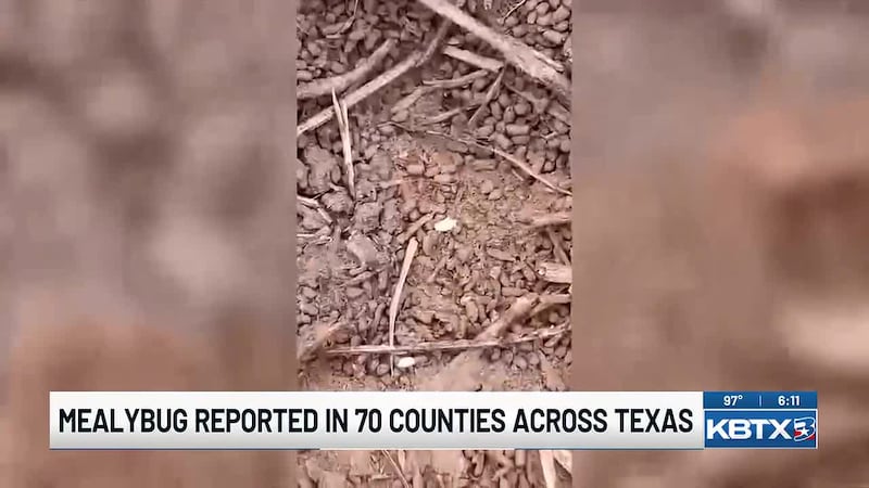 Mealybug reaches Brazos County among the list of 70