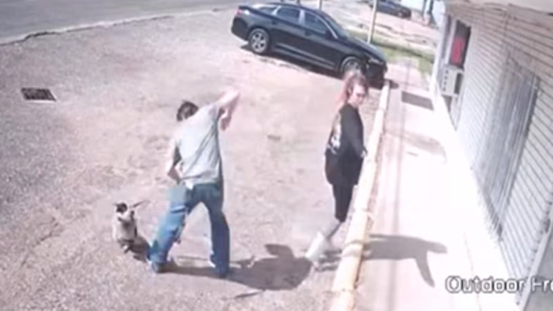 Lacy Lakeview Police released surveillance footage showing a dog being abused outside a local...