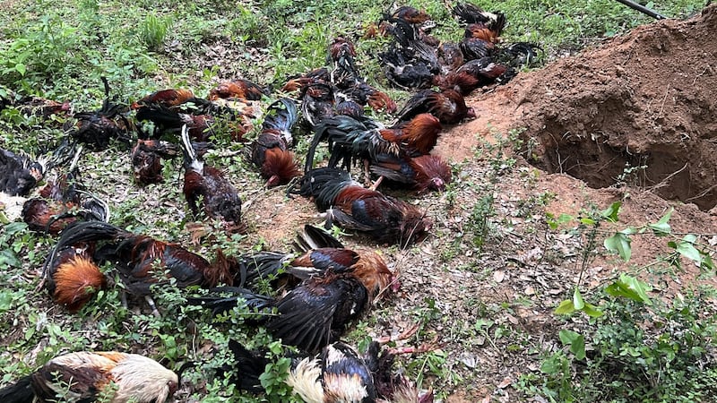 Se han hallado 56 gallos muertos y se ha detenido a cuatro personas tras un registro en una...