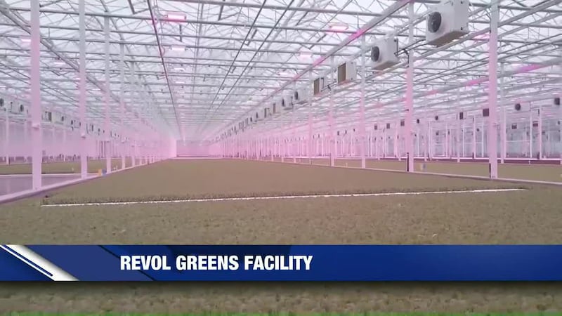 Revol Greens CEA