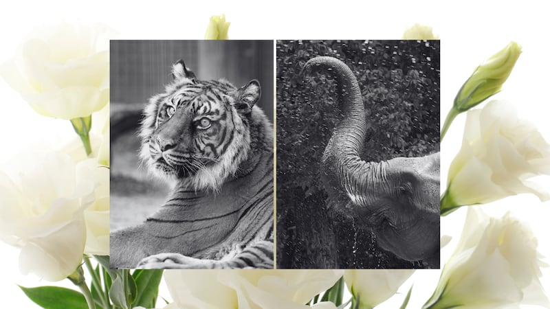 Tembo the elephant and Maharani the Sumatran tiger both died Thursday