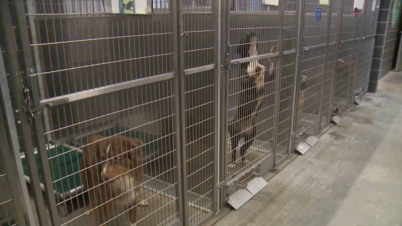 The group aims to reduce the intake numbers at the Bell County Animal Shelter and Temple’s...