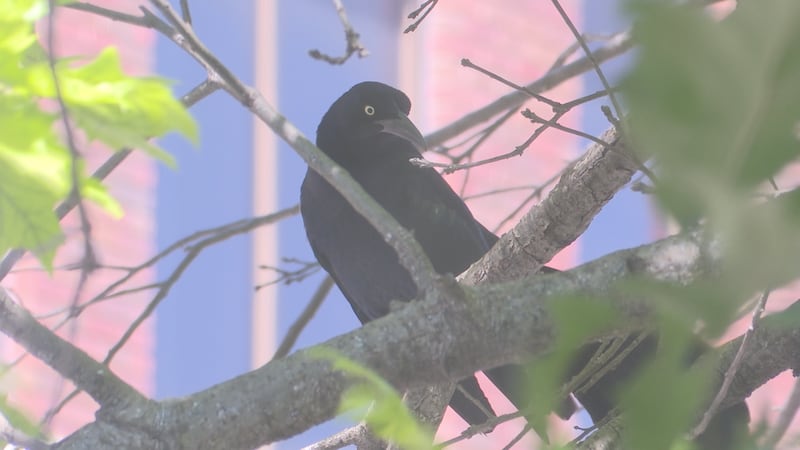 VIRAL VIDEO: Birds attack pedestrians in downtown Waco