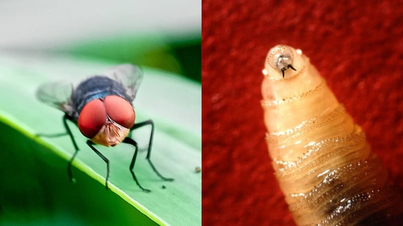 New World screwworm outbreak spreading towards Texas