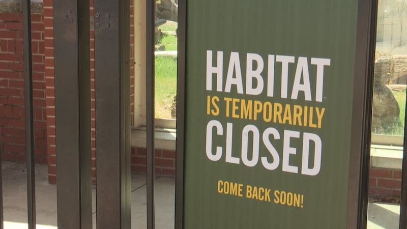 Baylor's bear mascots relocated during campus habitat renovations