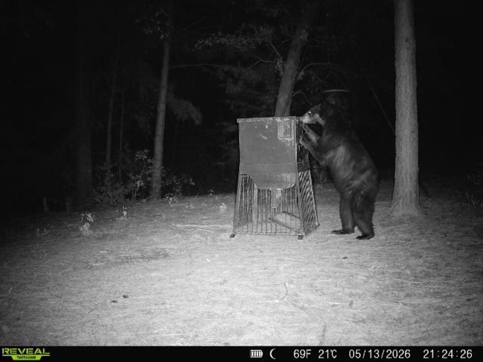 Bear tracks. new camera images confirm American black bear still in East Texas