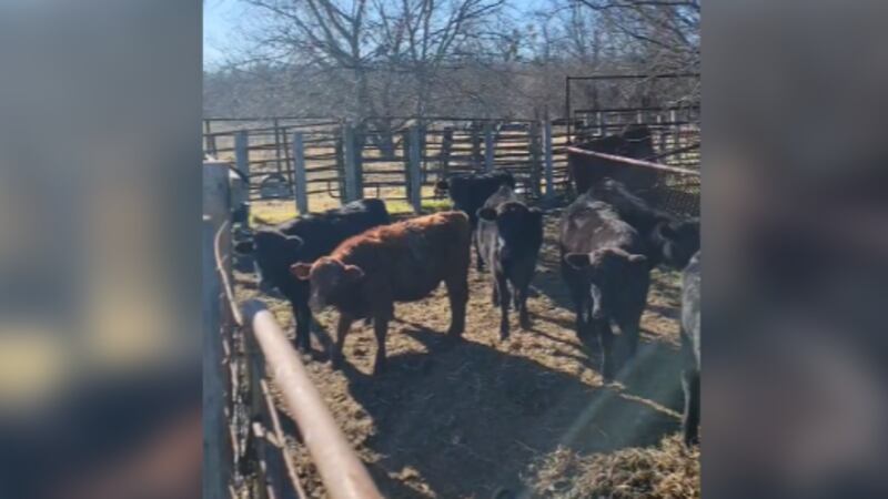 “It could happen to any one of us”: 11 calves stolen from Coolidge ranch