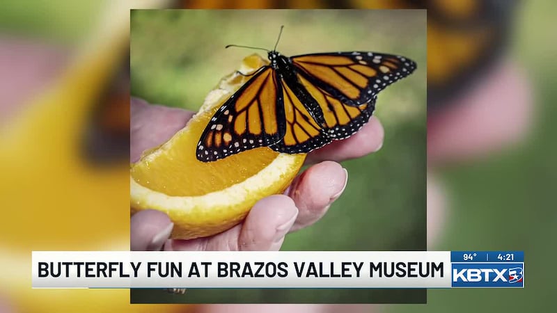 The Brazos Valley Museum of Natural History is hosting a monarch butterfly release event...