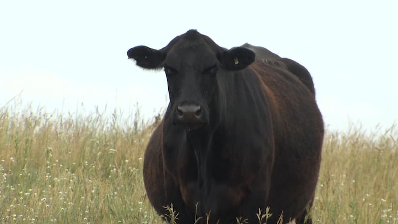Aunque el gusano barrenador, que se parece a una mosca, puede parecer inofensivo, es una...