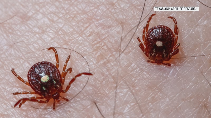 Texas A&M expert warns tick season is in full swing across the Brazos Valley. Learn how to...