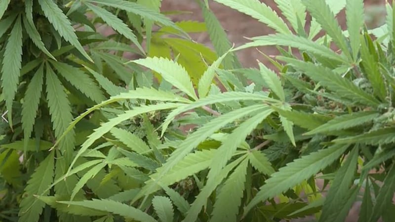 A new study shows that daily use of cannabis or use of high-potency cannabis increased the...