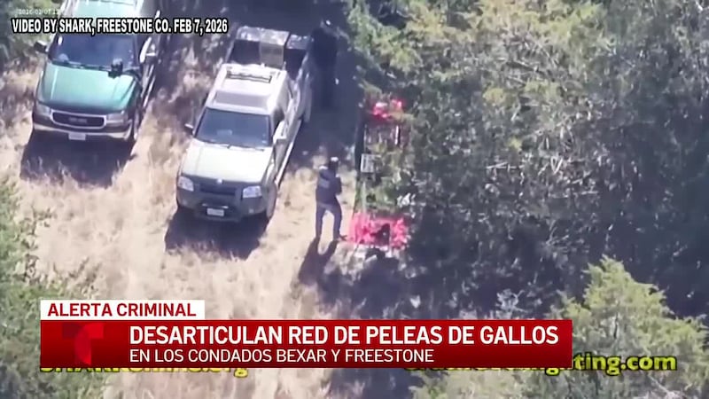 Las autoridades de Texas intensifican la lucha contra las redes de peleas de gallos en las...