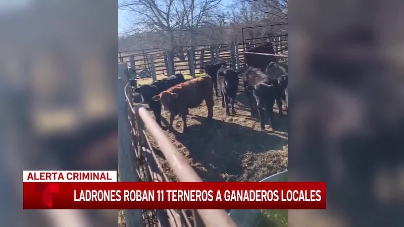“Podría pasarle a cualquiera”: 11 terneros son robados de un rancho en Coolidge