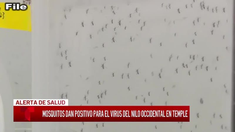Funcionarios del condado de Bell confirman la primera muestra de mosquitos positiva al virus...