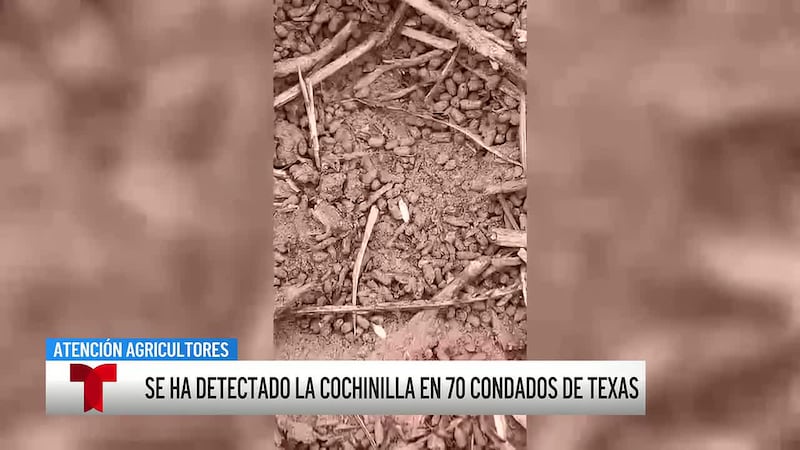 La cochinilla harinosa de pastizal se propaga rápidamente por Texas y está acabando con campos...