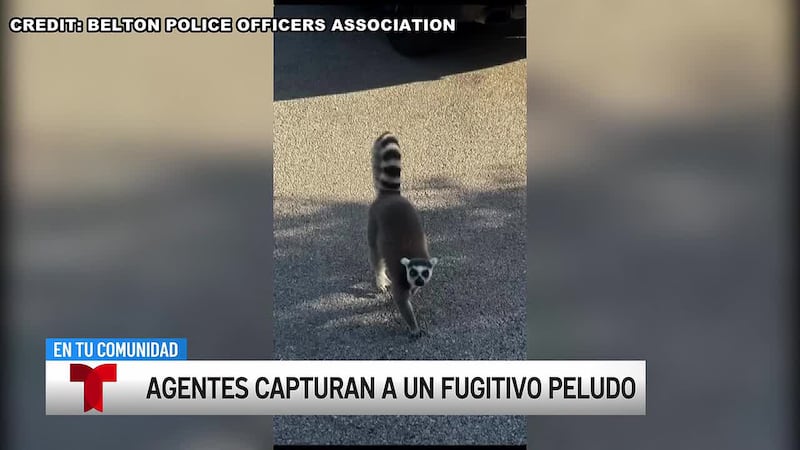 ¿Madagascar o Belton? La policía detiene a un lémur suelto