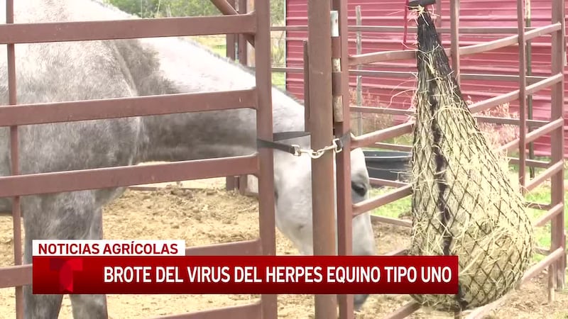 Una alerta de brote del herpes virus equino se emite para los jinetes de Texas después de un...