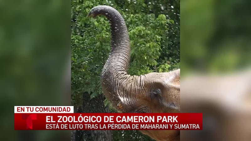 El zoológico Cameron Park llora la pérdida de su querido elefante y tigre