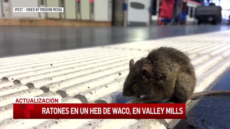 Un experto de control de plagas habla sobre los avistamientos de roedores durante los meses de...