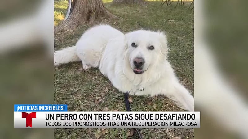 Un perro de rescate de tres patas trabaja para obtener su certificación de terapia después de...